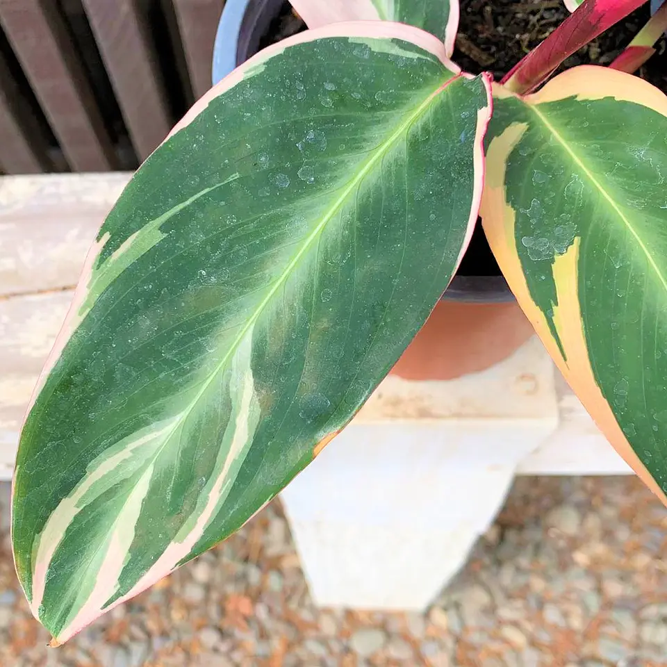 Maranta Sanguinaria 1