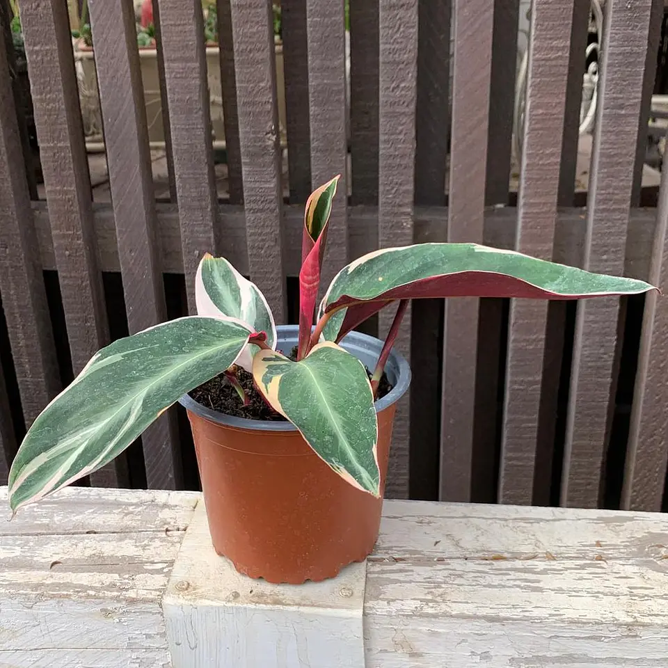 Maranta Sanguinaria 2