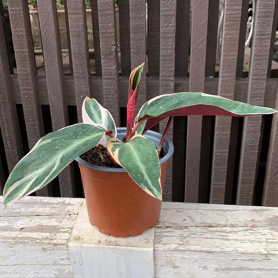 Maranta Sanguinaria 3
