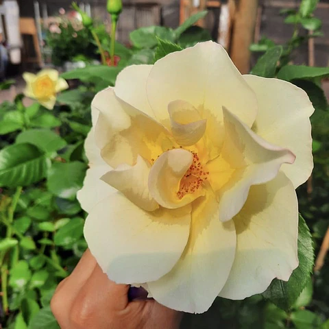 Rosa trepadora Sunny Allegro