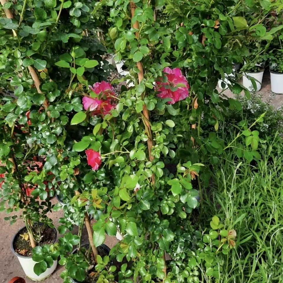 Rosa trepadora Duo Allegro 3