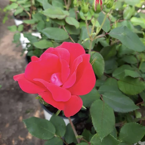 Rosa Red Knock Out