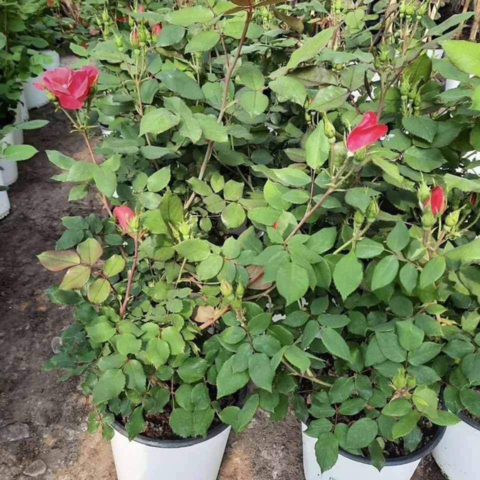 Rosa Red Knock Out 2