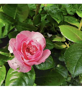 Rosa Pink Romantica