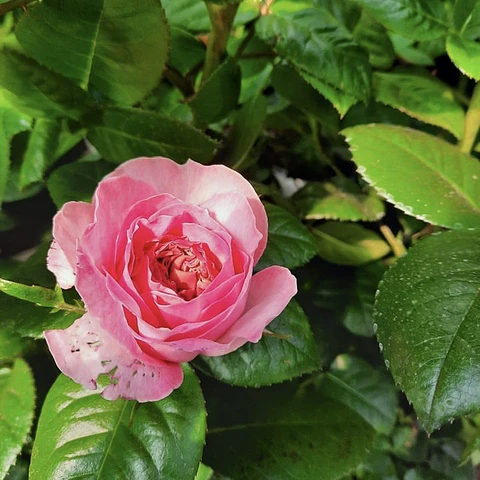 Rosa Pink Romantica