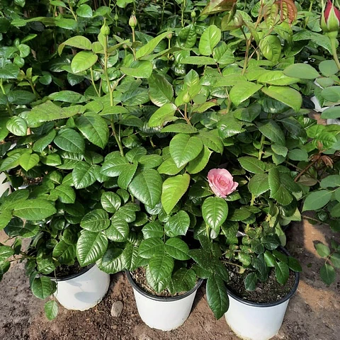 Rosa Pink Romantica