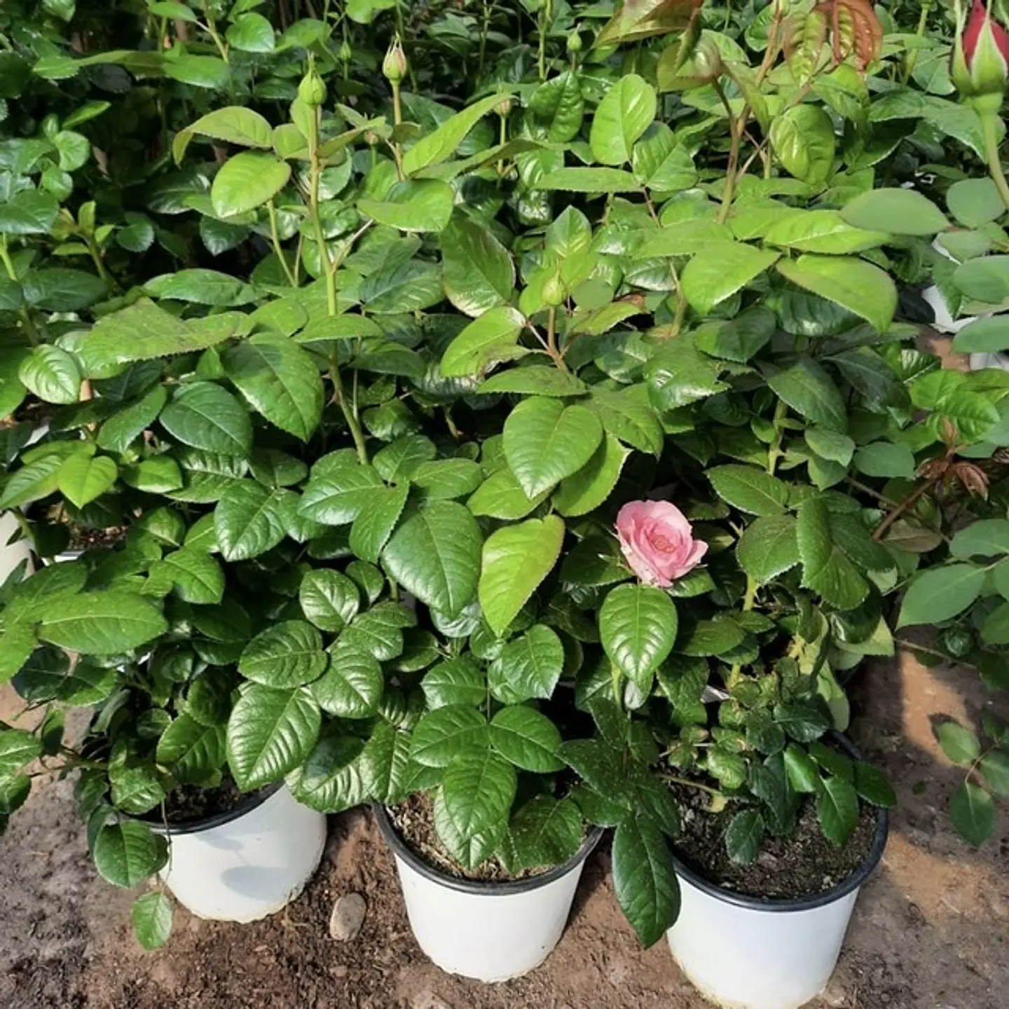 Rosa Pink Romantica 2