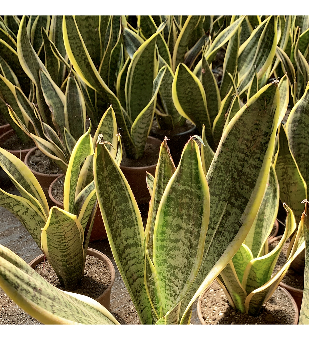 Sansevieria tigre borde amarillo