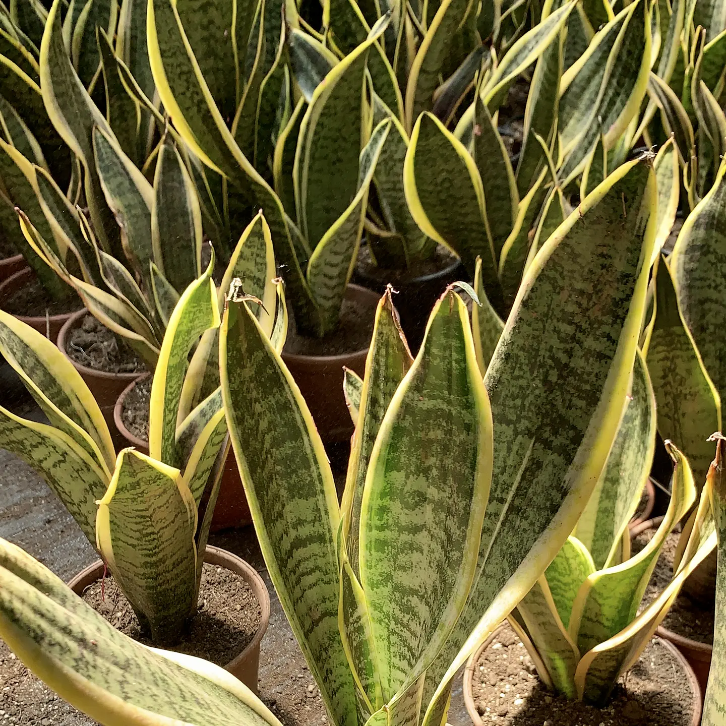 Sansevieria tigre borde amarillo 3