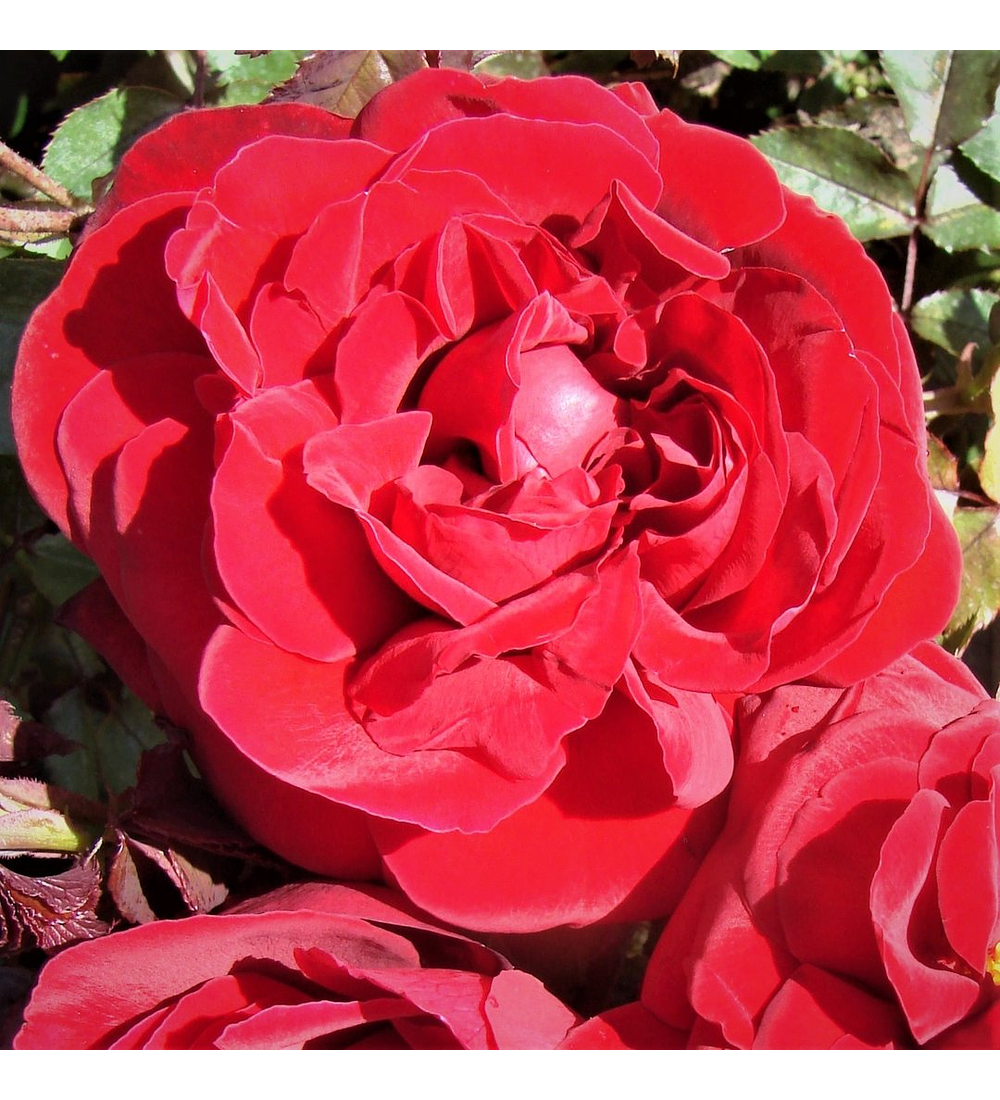 Rosa Red Perfumella