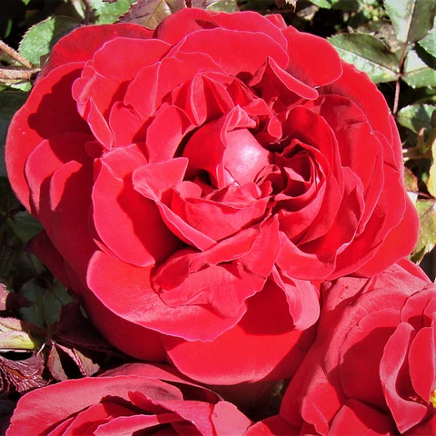 Rosa Red Perfumella