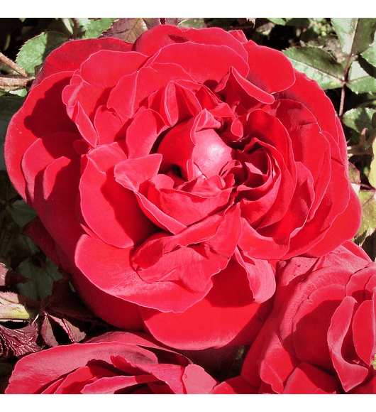 Rosa Red Perfumella