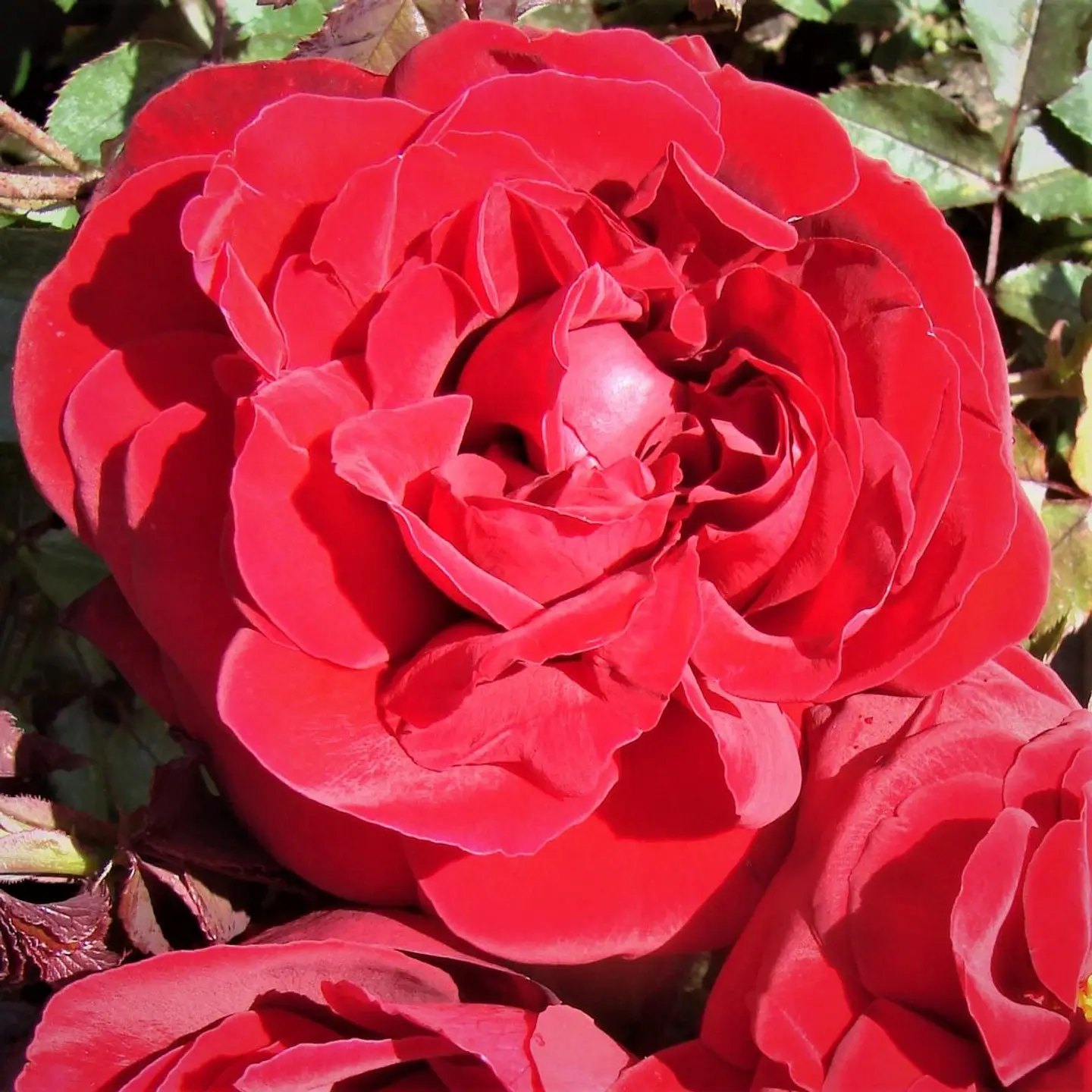 Rosa Red Perfumella 1