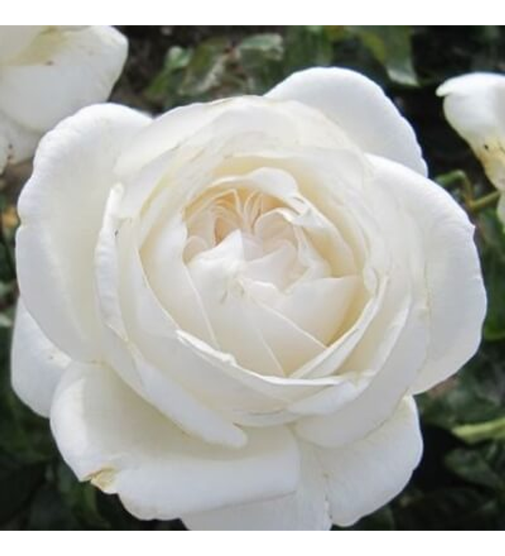 Details 100 plantas de rosas blancas Abzlocal.mx