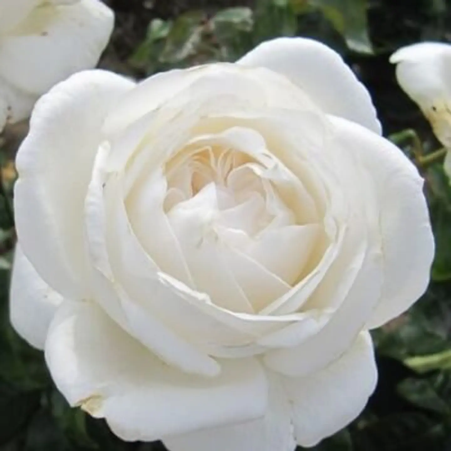 Rosa white perfumella 1