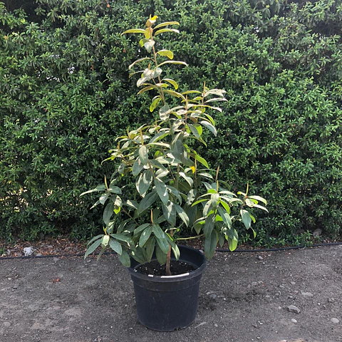 Magnolio grandiflora