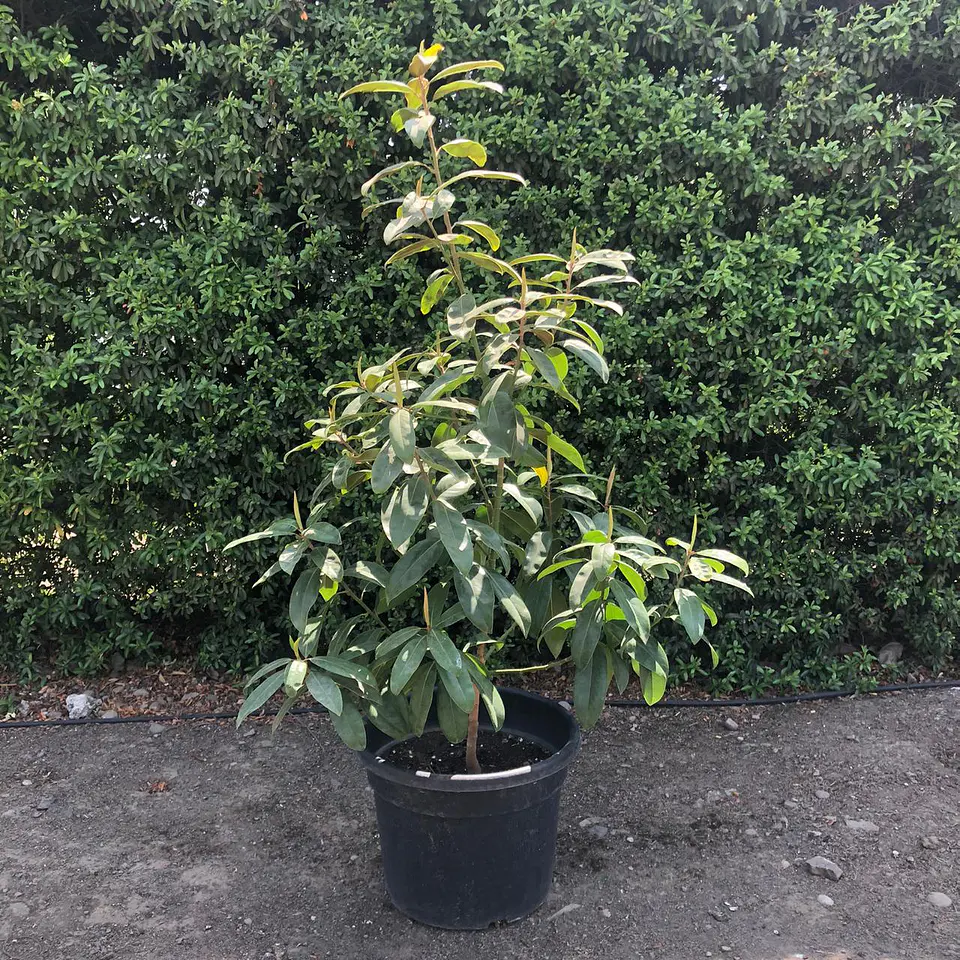 Magnolio grandiflora 2
