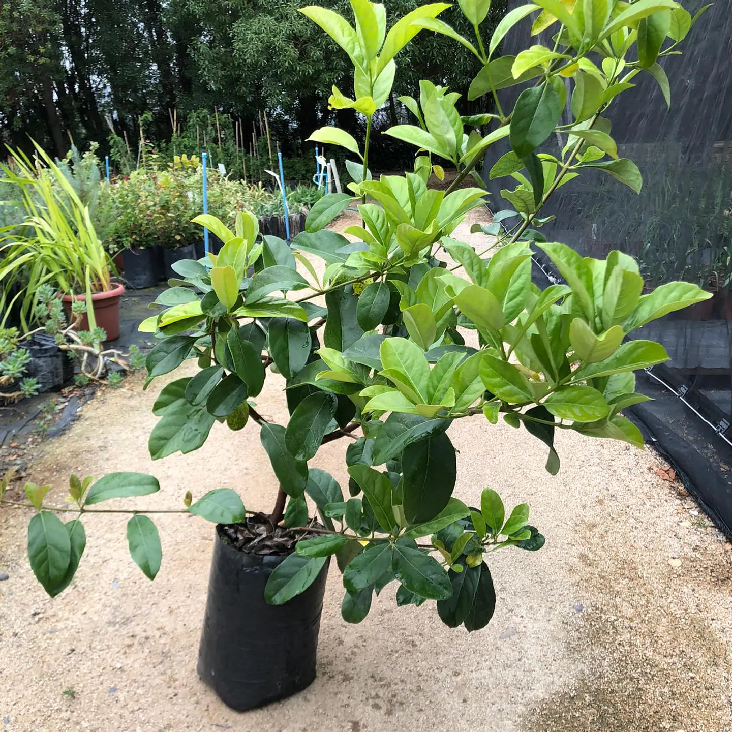 Viburnum mascantha 2