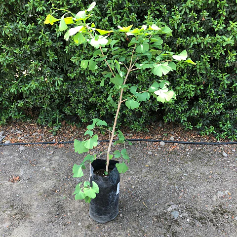 Ginkgo biloba