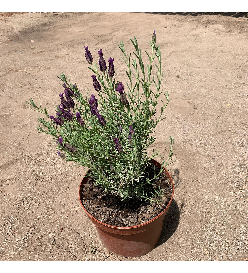 Lavanda Stoechas