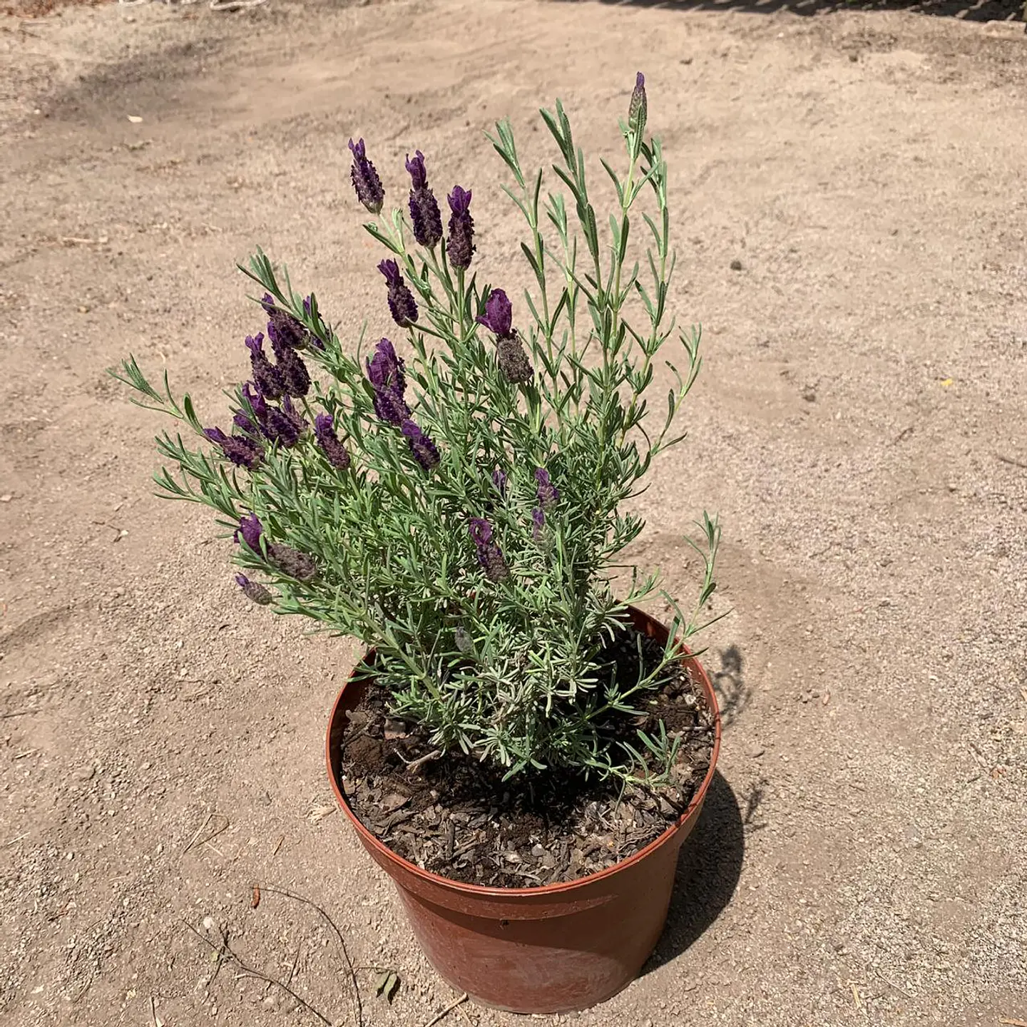 Lavanda Stoechas 3