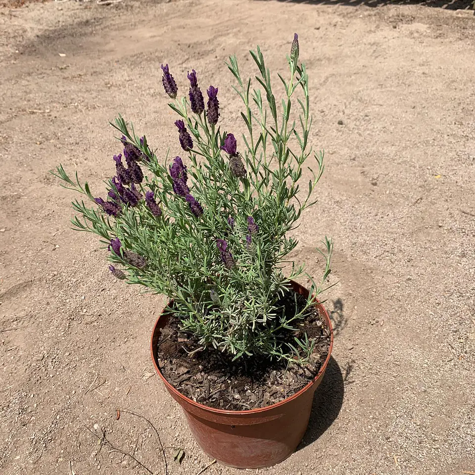 Lavanda Stoechas 3