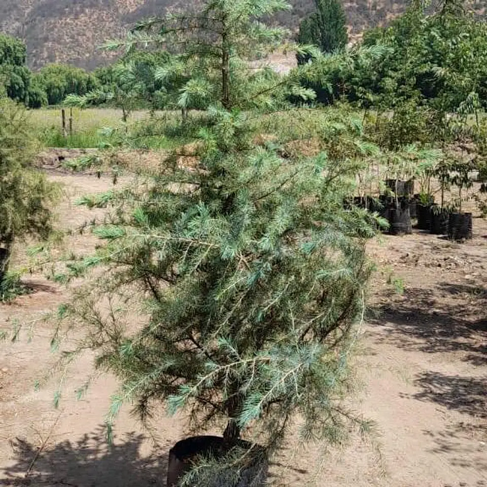 Cedro del líbano 2