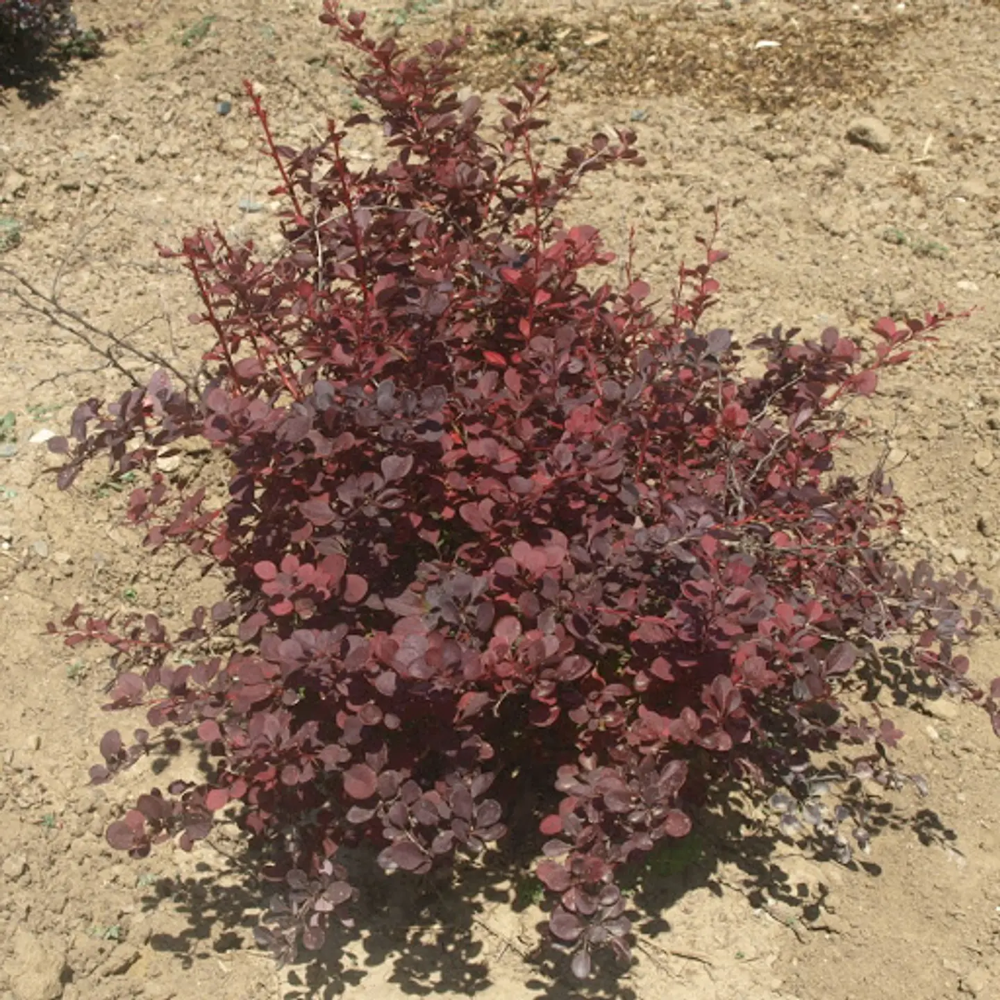 Berberis rojo 1