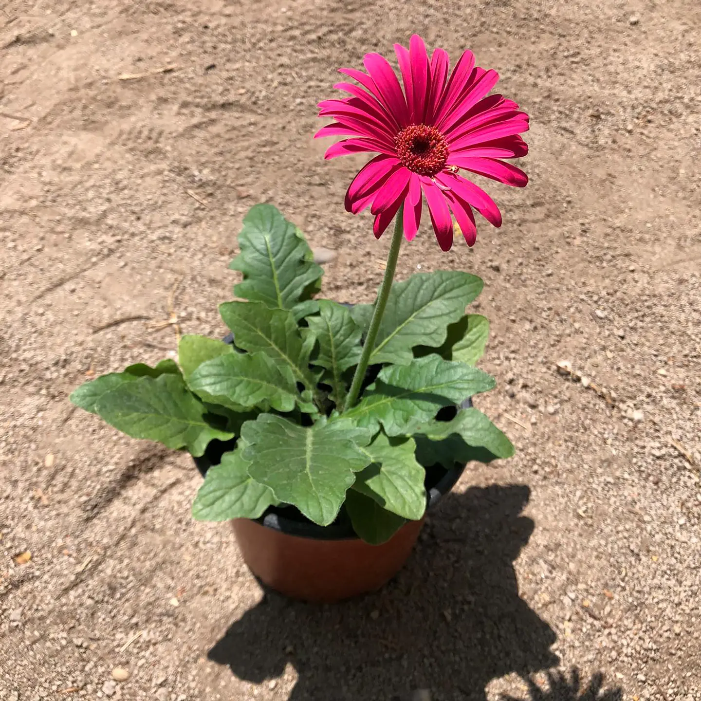 Gerbera 2