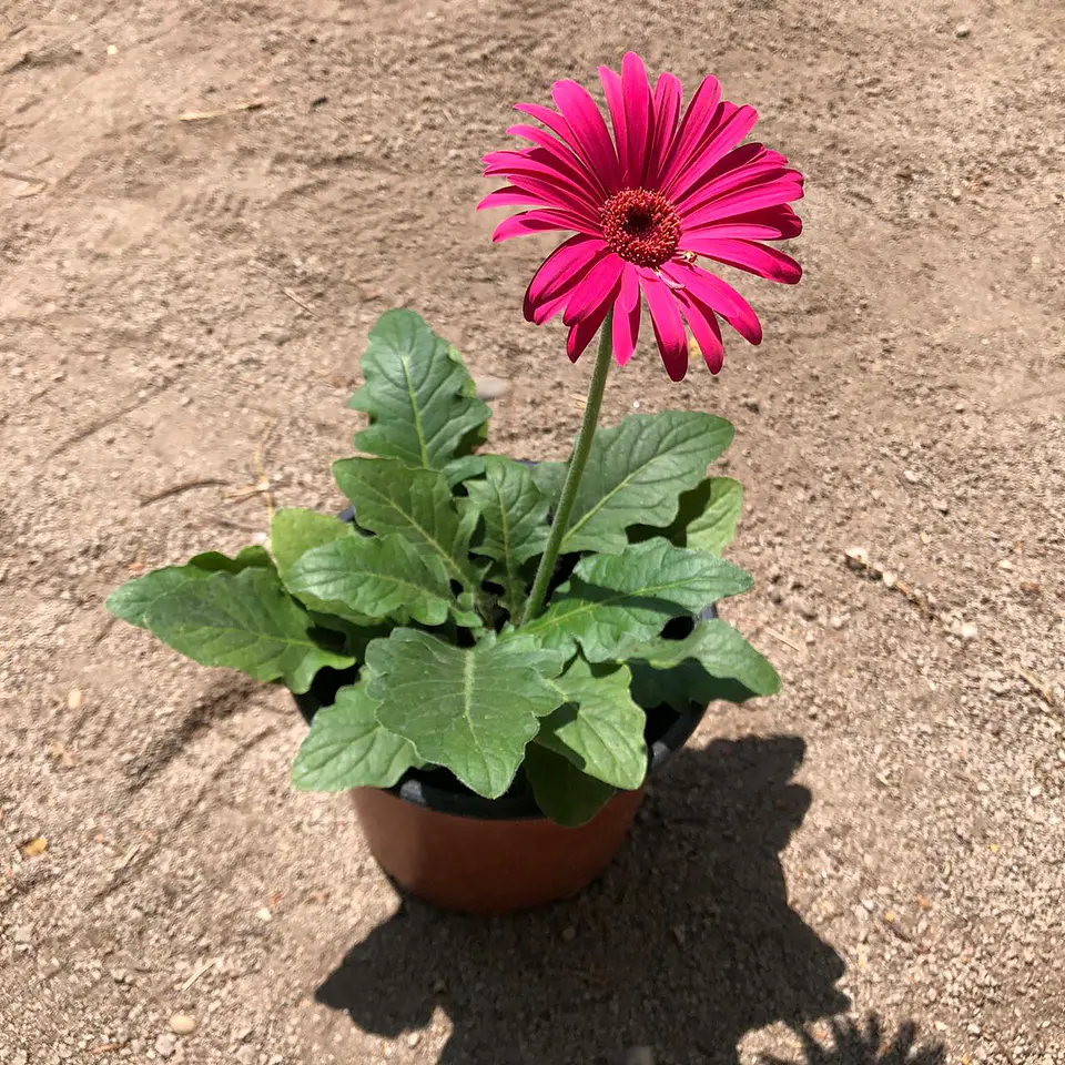 Gerbera 2