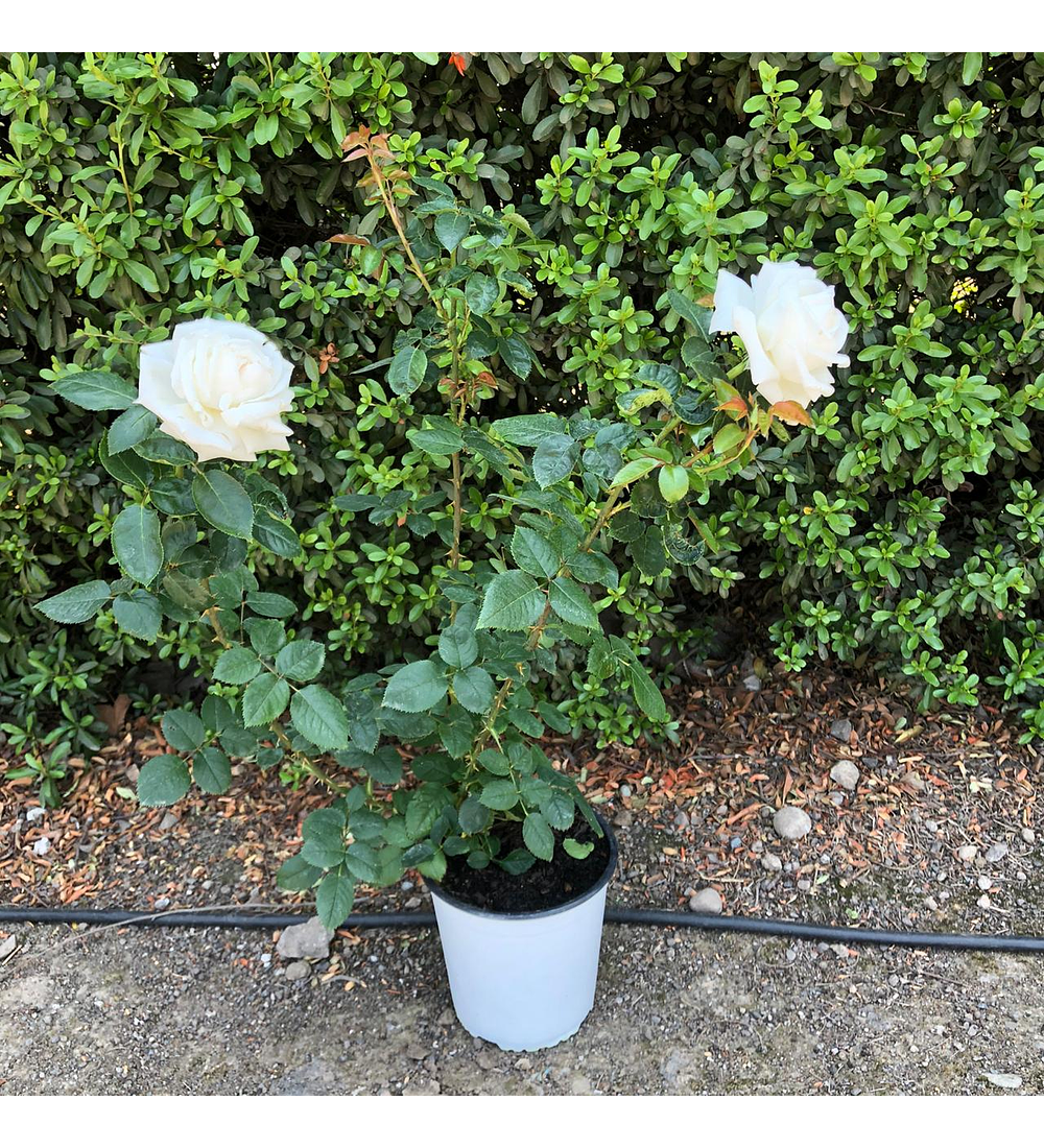Rosa white perfumella