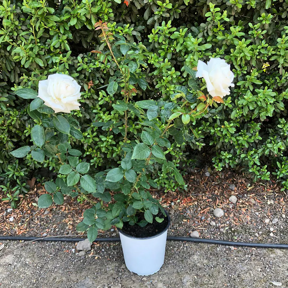 Rosa white perfumella 2