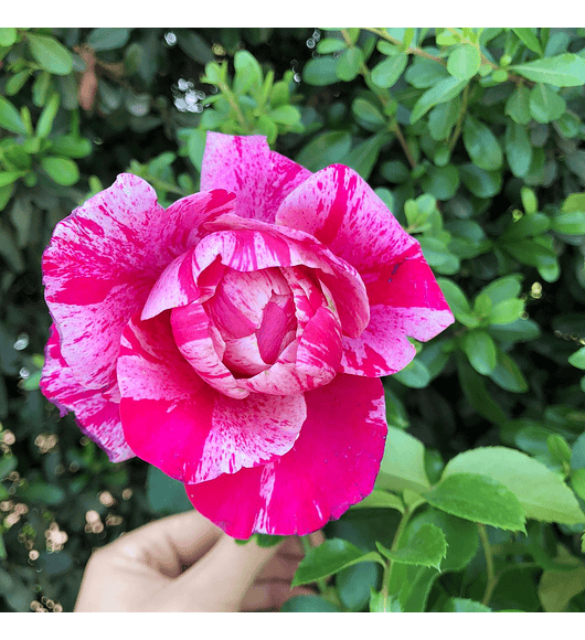 Rosa trepadora Duo Allegro