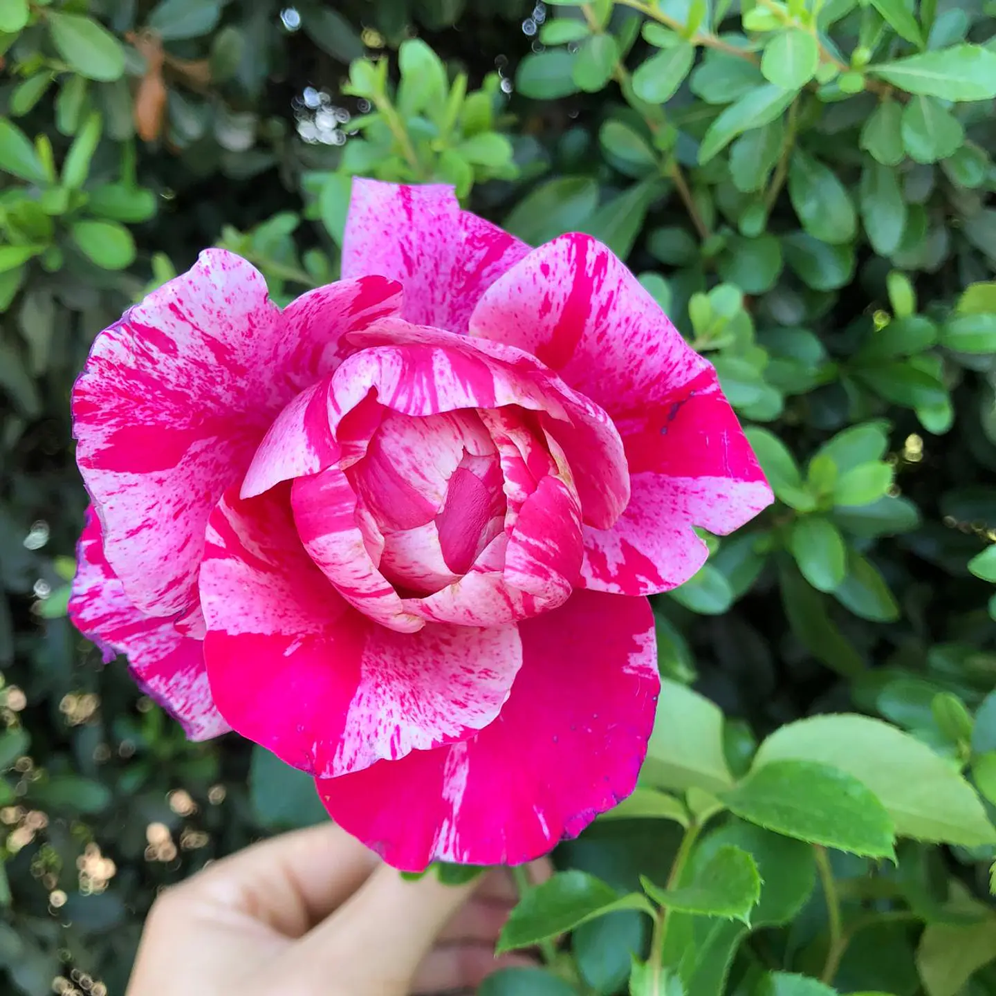 Rosa trepadora Duo Allegro 1