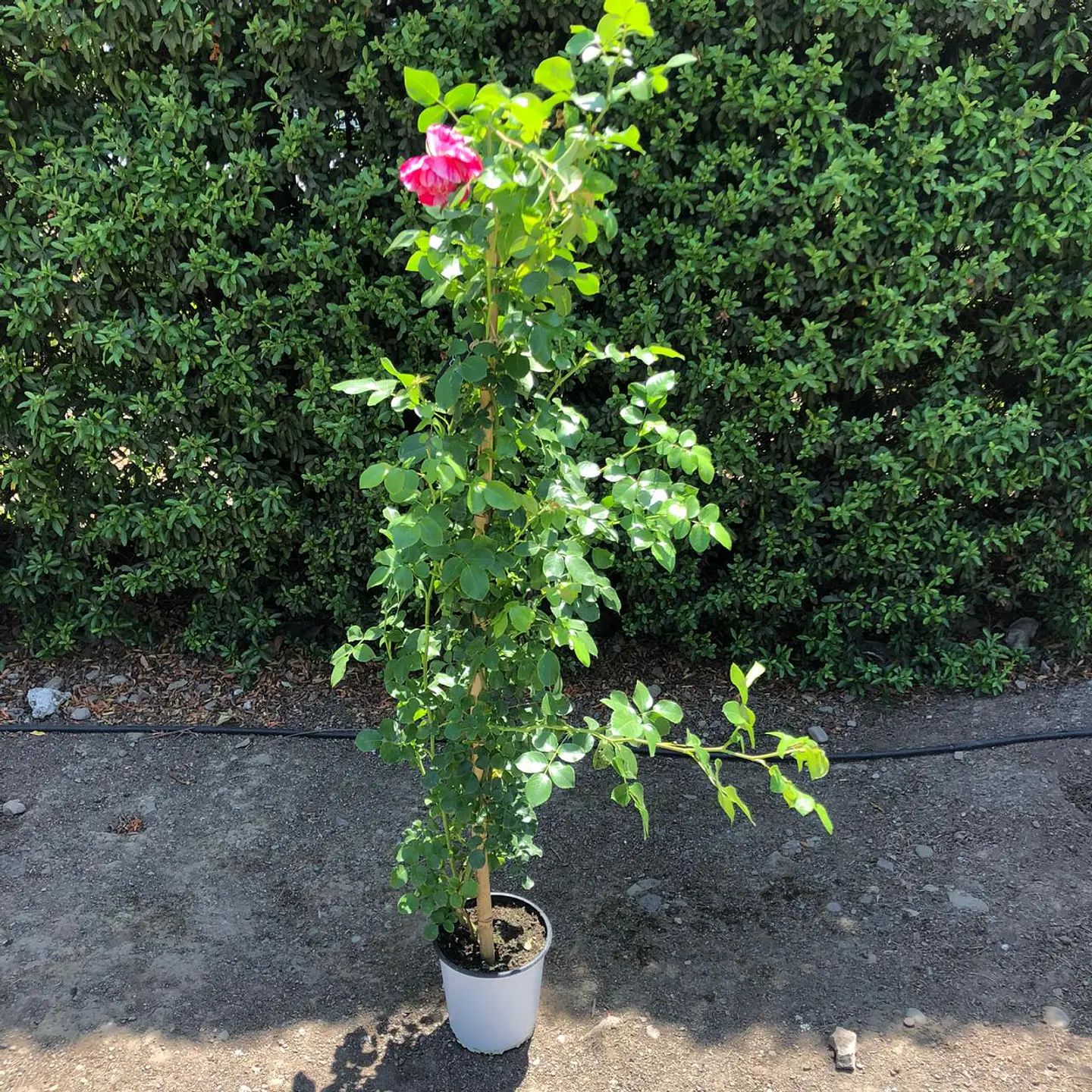 Rosa trepadora Duo Allegro 2