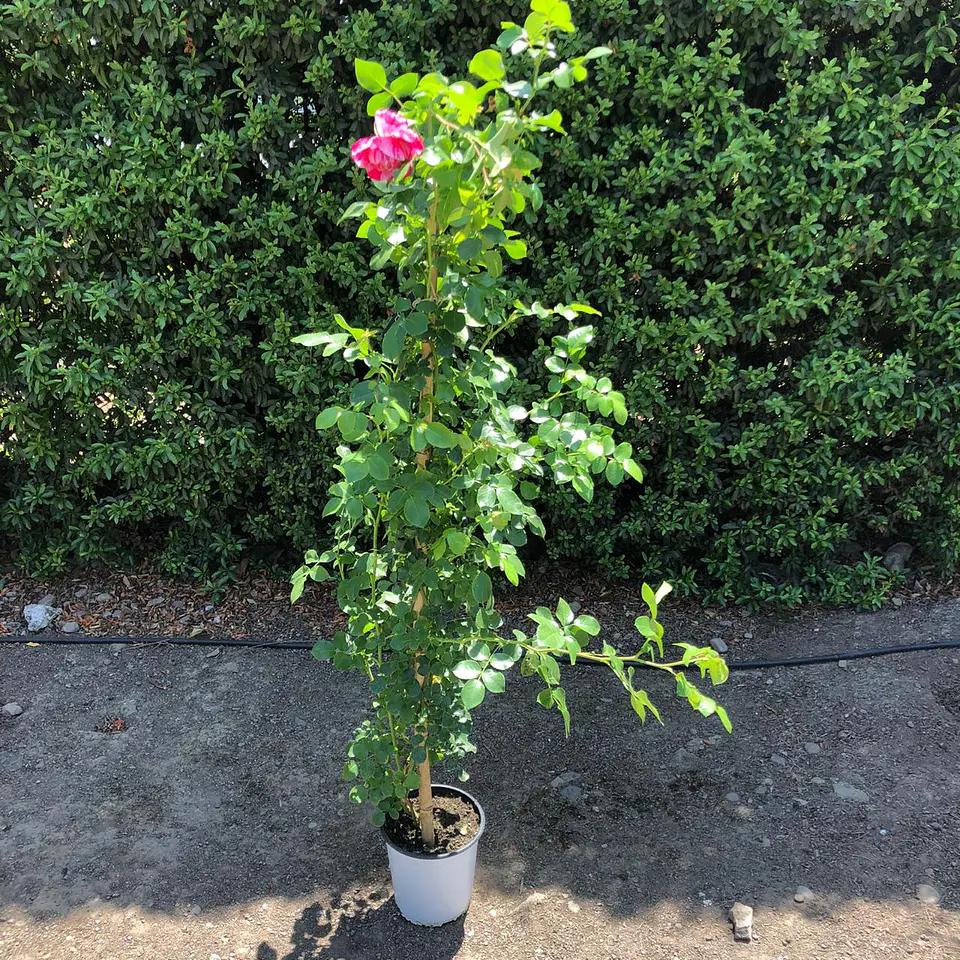 Rosa trepadora Duo Allegro 2
