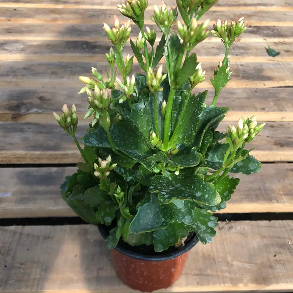 Kalanchoe 3