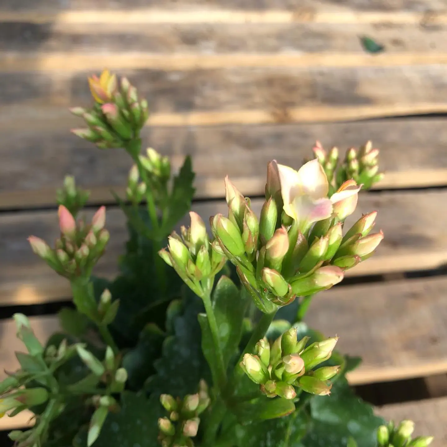 Kalanchoe 4