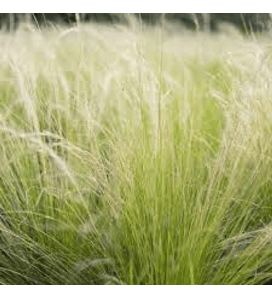 Stipa Tenuissima