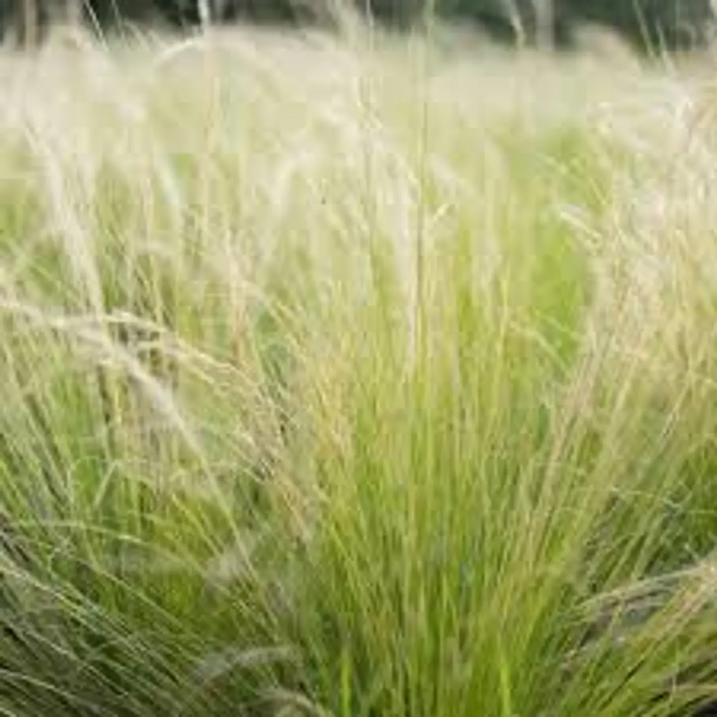 Stipa Tenuissima 1