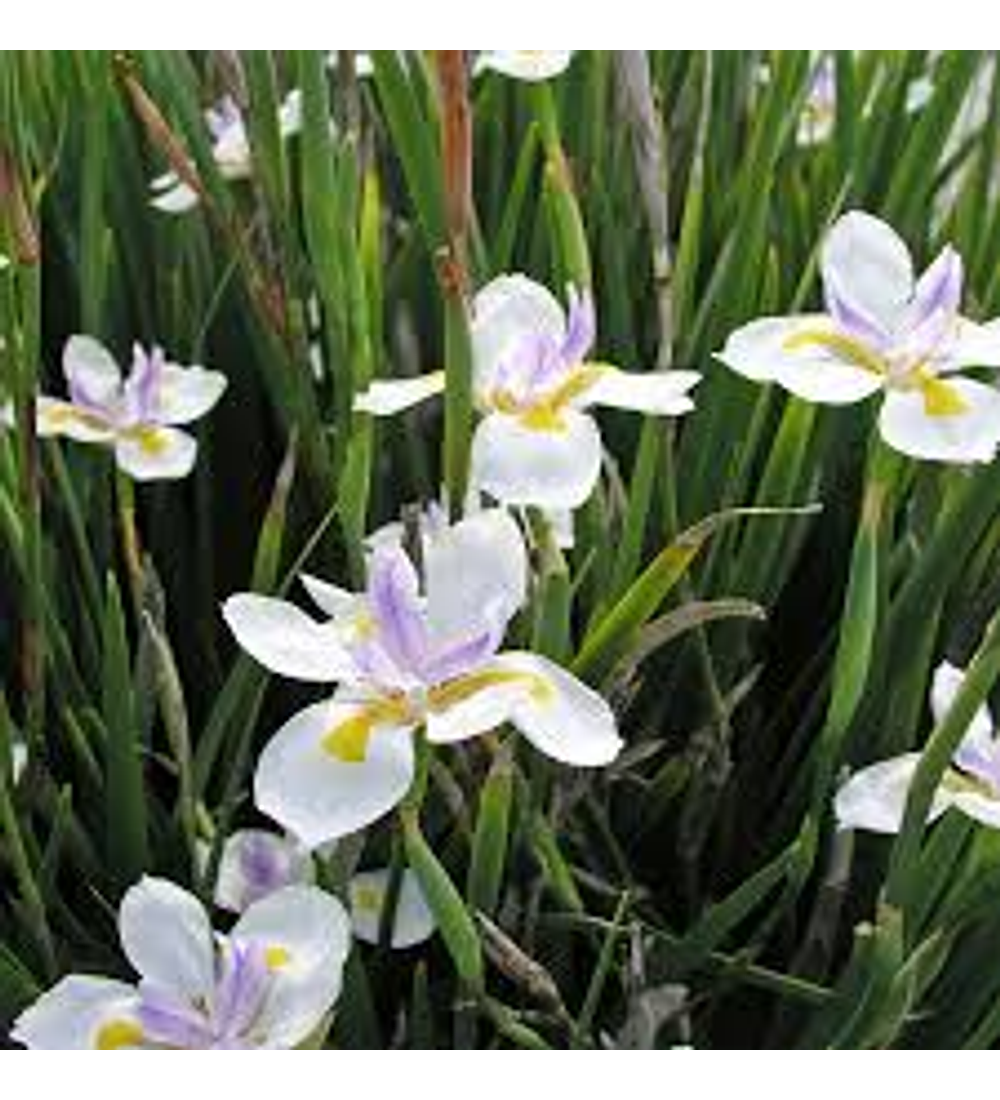 Dietes grandiflora