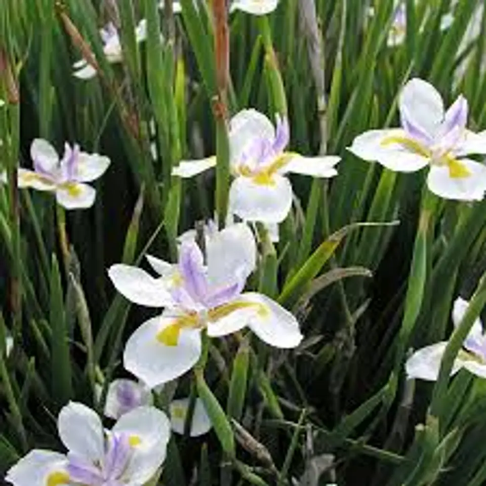 Dietes grandiflora 1
