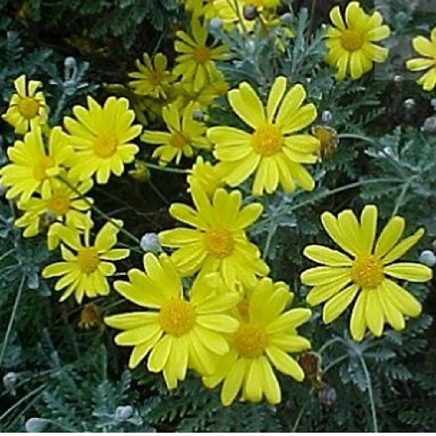 Paquerette Amarillo 2