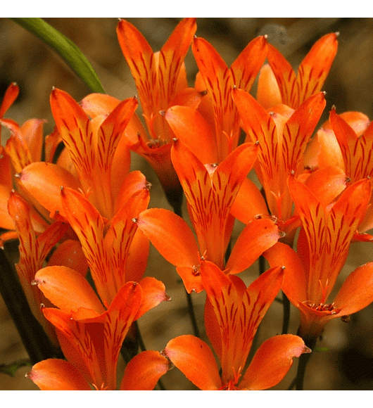 Alstroemeria ligtu