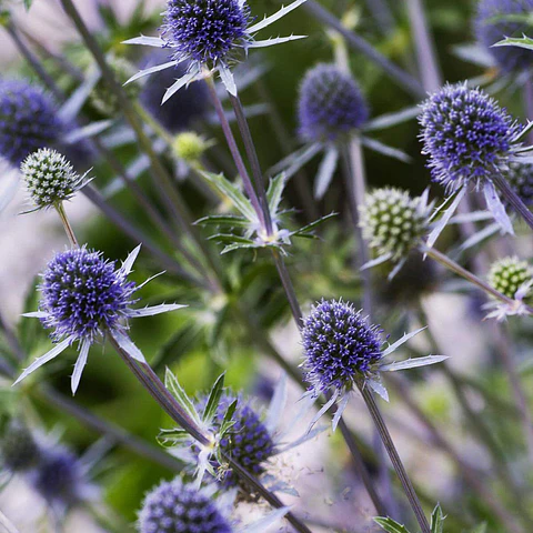 Eryngium