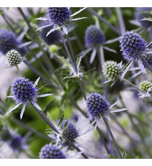 Eryngium