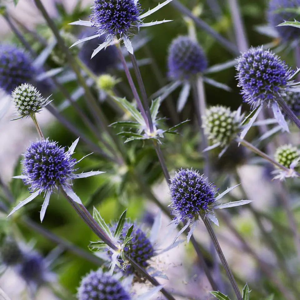 Eryngium 1