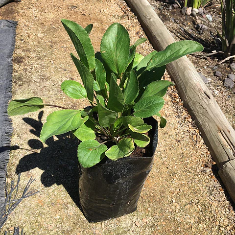Eryngium
