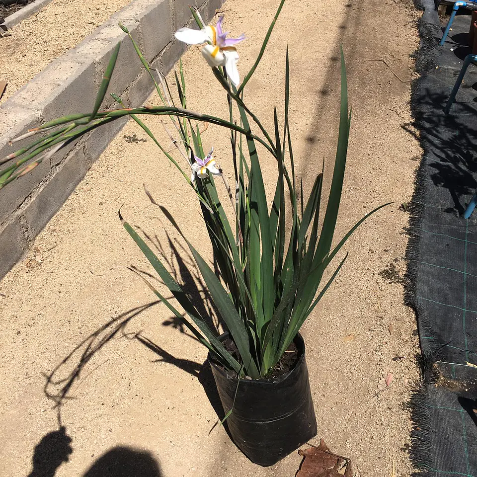 Dietes grandiflora 3