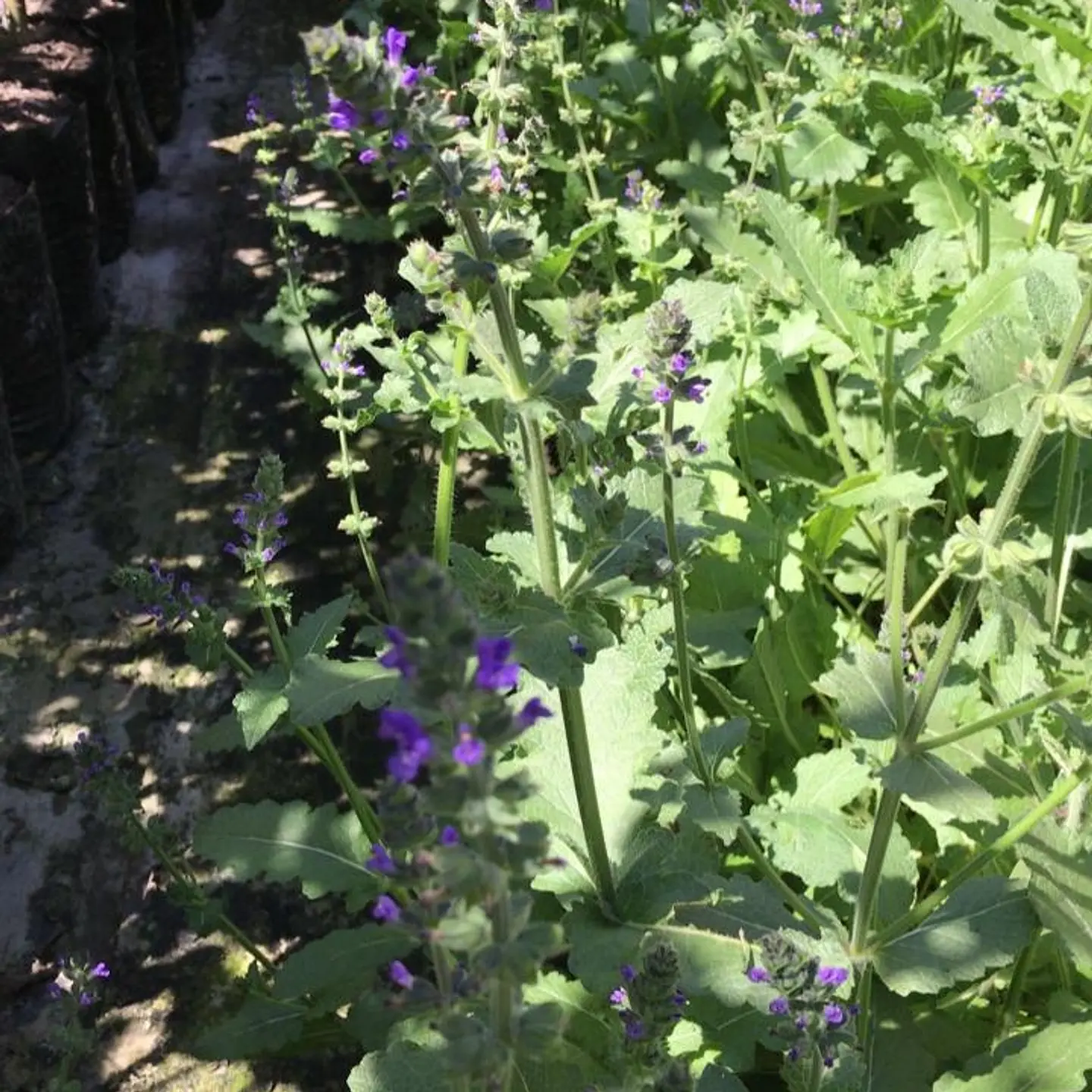 Salvia pratensis 3